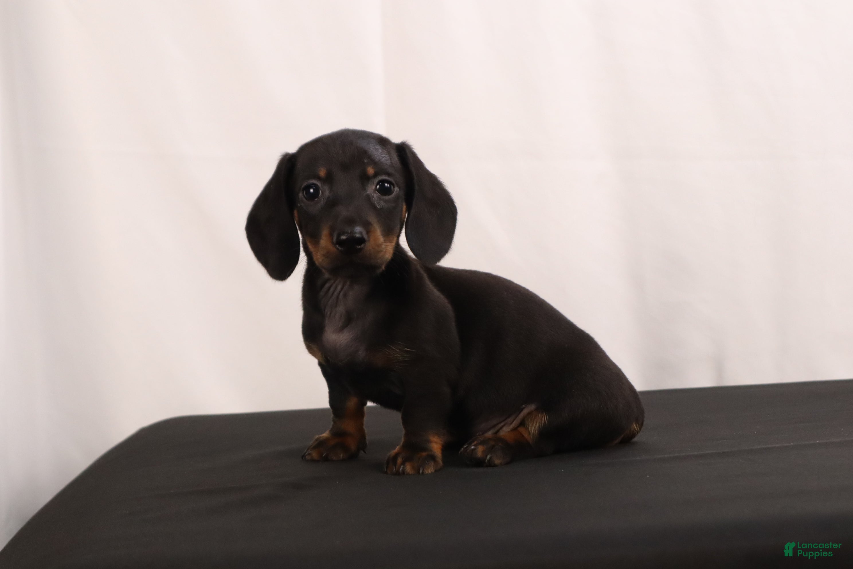 Dachshund dogs Lenard - Ad 1