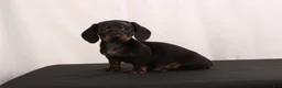 Dachshund dogs for sale: Lenard - Ad 1