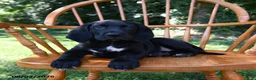 Mixed Breed dogs for sale: Moonbeam - Ad 4