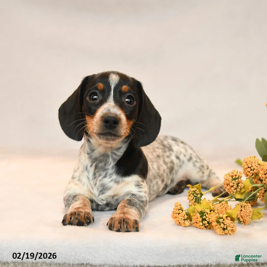 Miniature Dachshund dogs for sale: Oreo - Ad 2