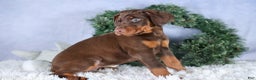 Doberman Pinscher dogs for sale: TRIXIE - Ad 7