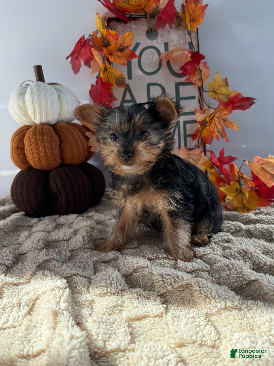 Yorkshire Terrier dogs for sale: Cruiser - Ad 3