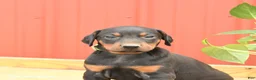 Doberman Pinscher dogs for sale: Williams - Ad 4