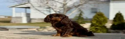 Cavapoo dogs for sale: Mocha - Ad 7