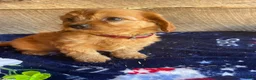 Cavapoochon dogs for sale: Chase - Ad 2