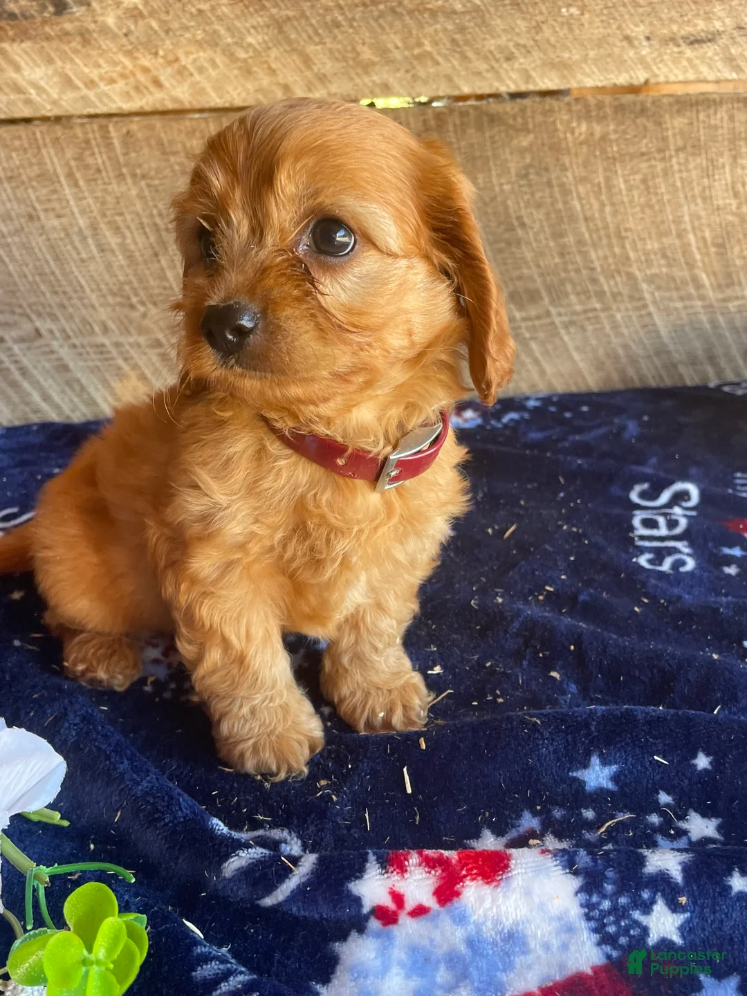 Cavapoochon dogs for sale: Chase - Ad 2