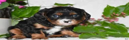 Cavalier King Charles Spaniel dogs for sale: Cavalier King Charles Spaniel 1 - Ad 2