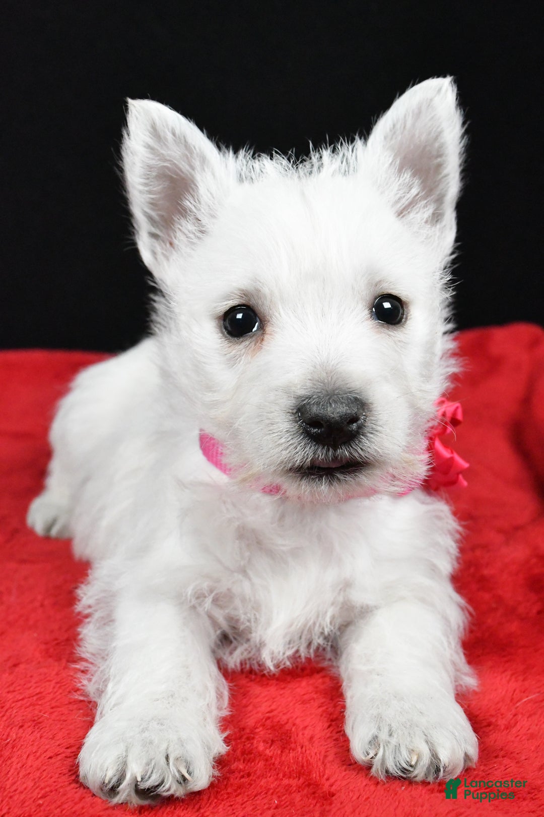 West Highland Terrier dogs for sale: Ellie - Ad 4