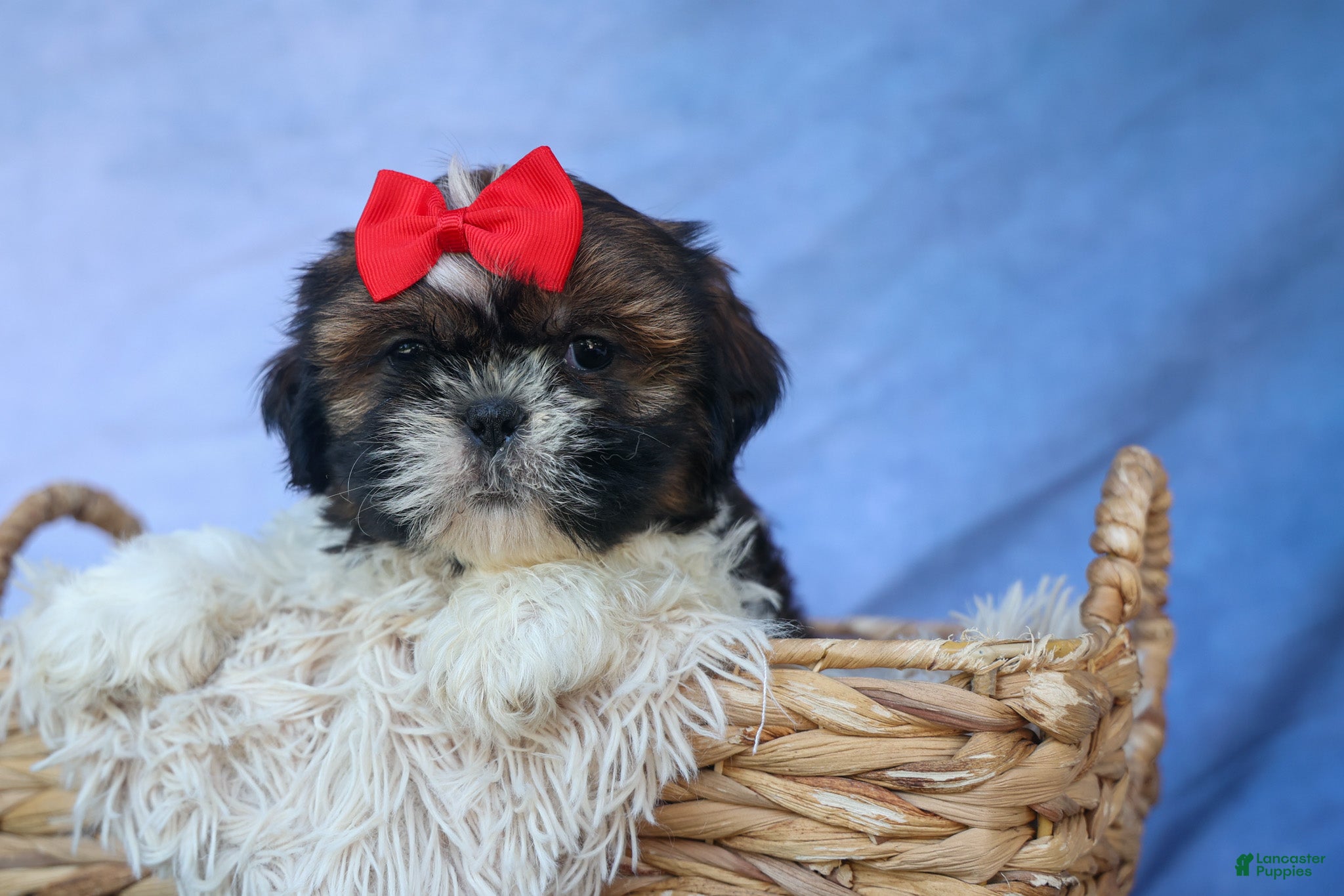 Shih Tzu dogs ROSCOE - Ad 2