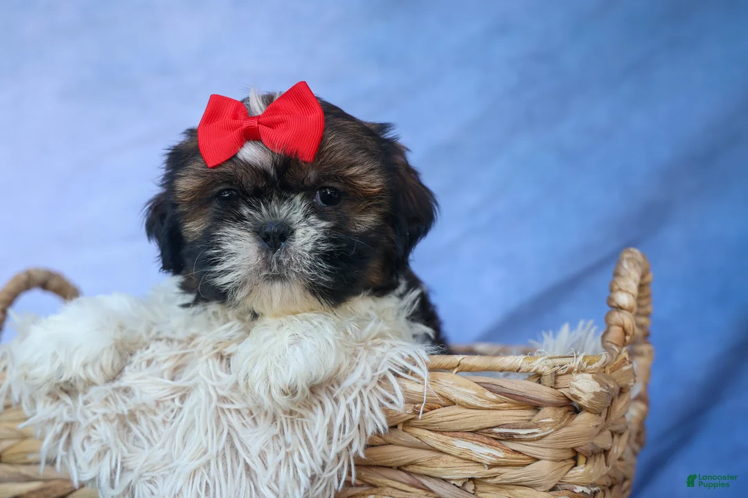 Shih Tzu dogs for sale: ROSCOE - Ad 2