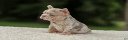 French Bulldog dogs for sale: Digger - Ad 6
