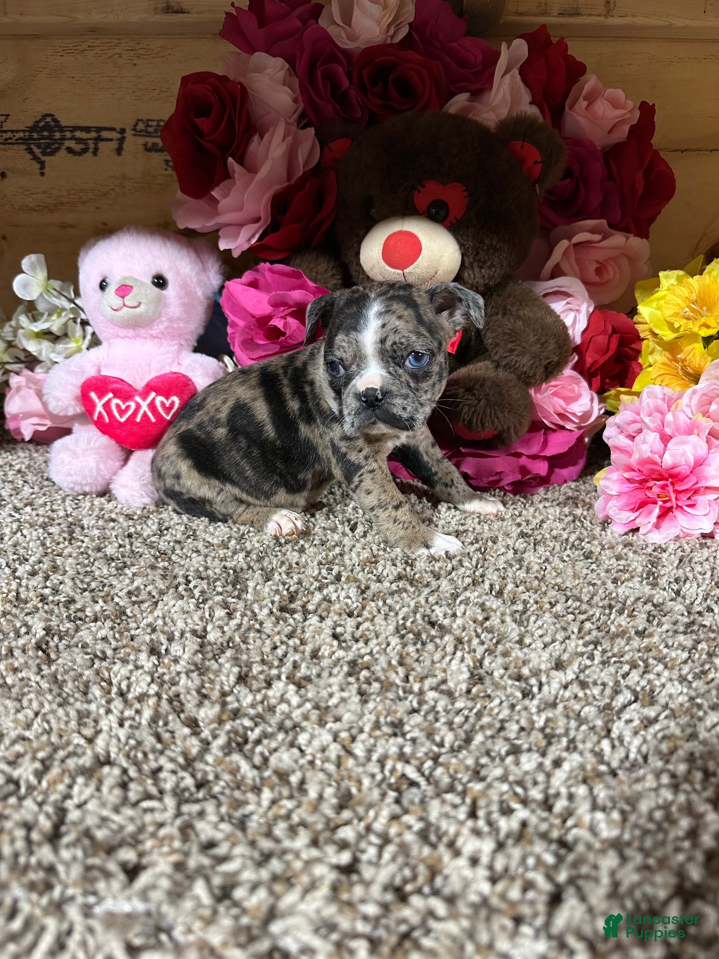Mixed Breed dogs Mixed Breed Puppy 2 - Ad 1