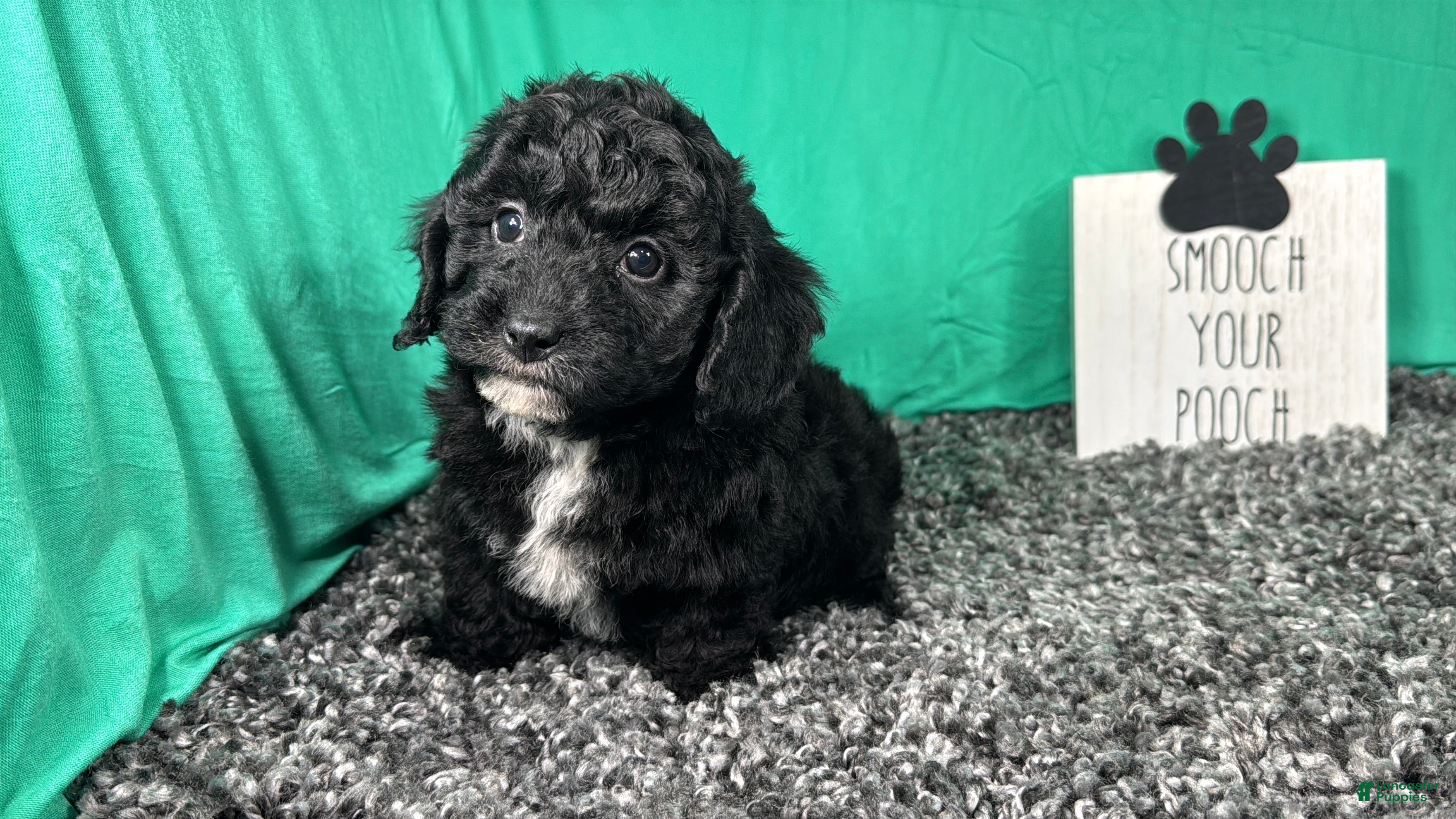 Miniature Poodle dogs Miniature Poodle 1 - Ad 21