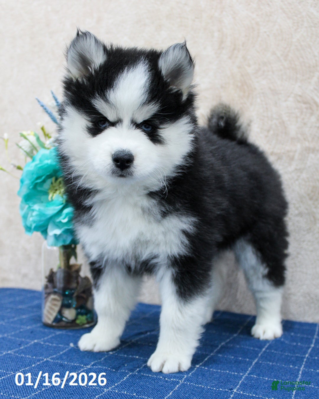 Pomsky dogs for sale: Diva - Ad 2