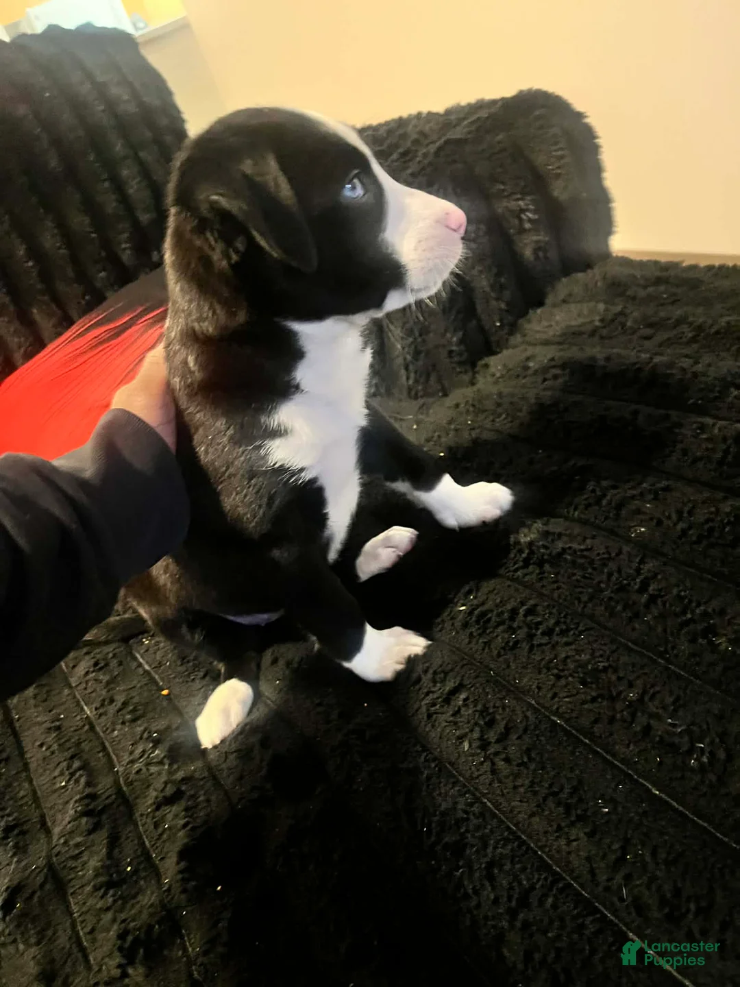 Mixed Breed dogs for sale: Mixed Breed Puppy 1 - Ad 4