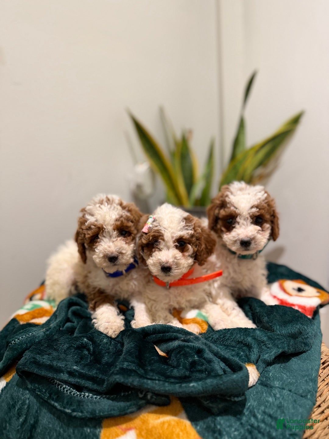 Toy Poodle dogs for sale: Cookie - Ad 6