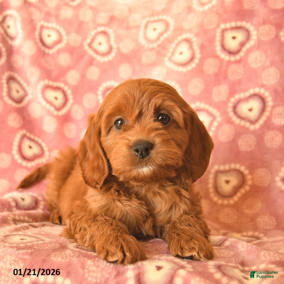 Cockapoo dogs for sale: Destiny  - Ad 2