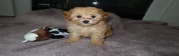 Toy Poodle dogs for sale: Toy Poodle Puppy 1 - Ad 2