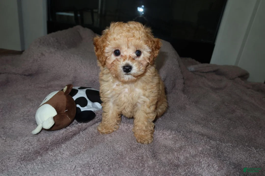 Toy Poodle dogs for sale: Toy Poodle Puppy 1 - Ad 2