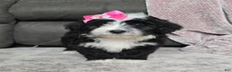 Mini Bernedoodle dogs for sale: Mini Wendy - Ad 6