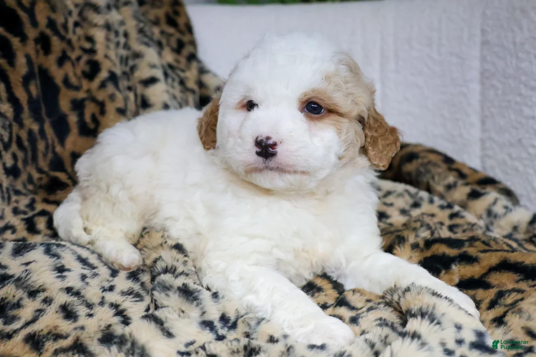 Mini Bernedoodle dogs for sale: DEXTER - Ad 2