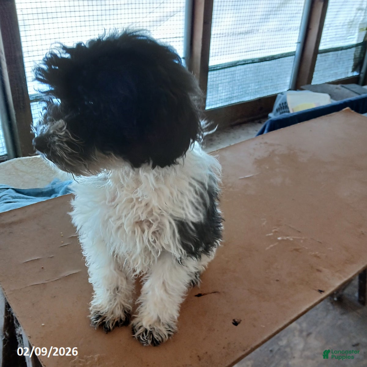 Miniature Poodle dogs Hunter - Ad 1