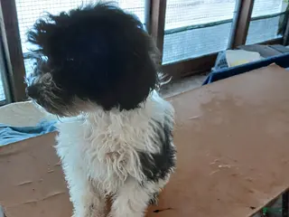 Miniature Poodle dogs Hunter - Ad 1