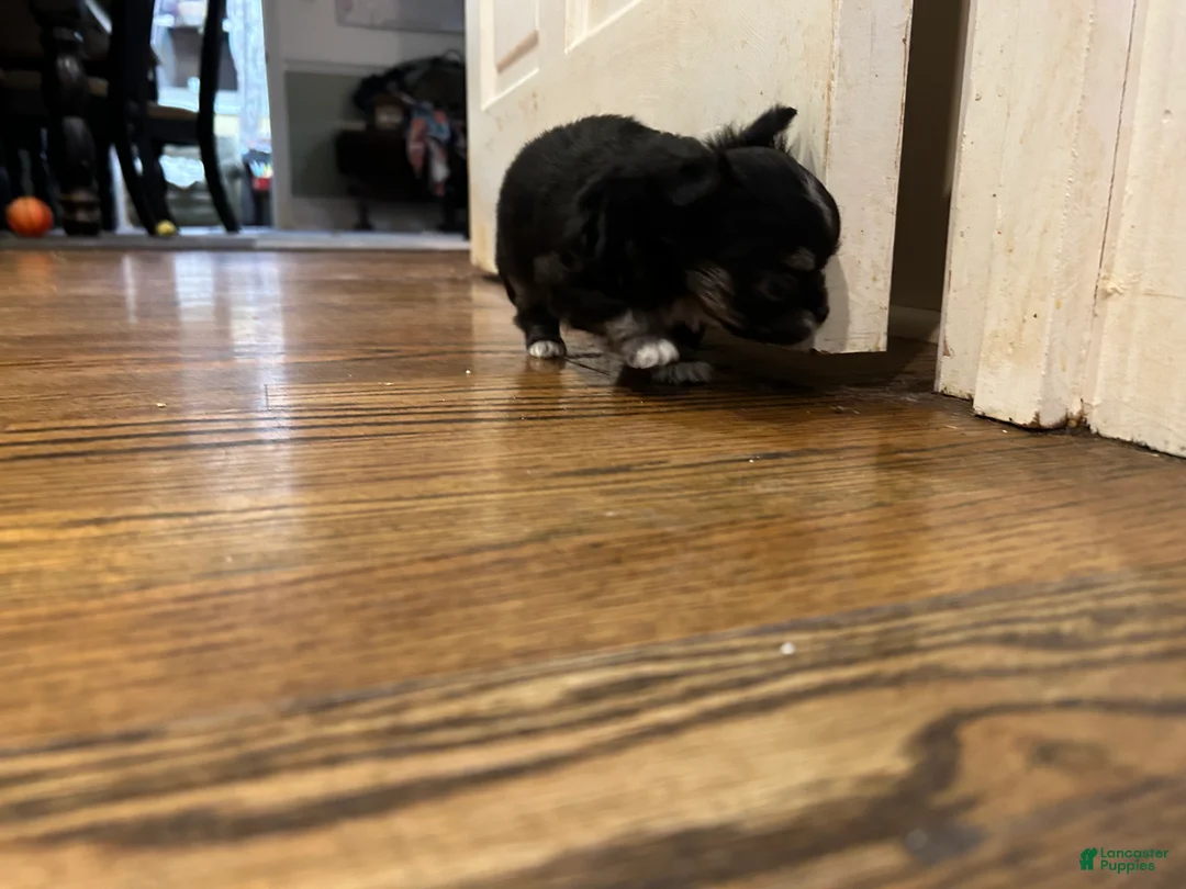 Chihuahua dogs for sale: Chihuahua Puppy 1 - Ad 2