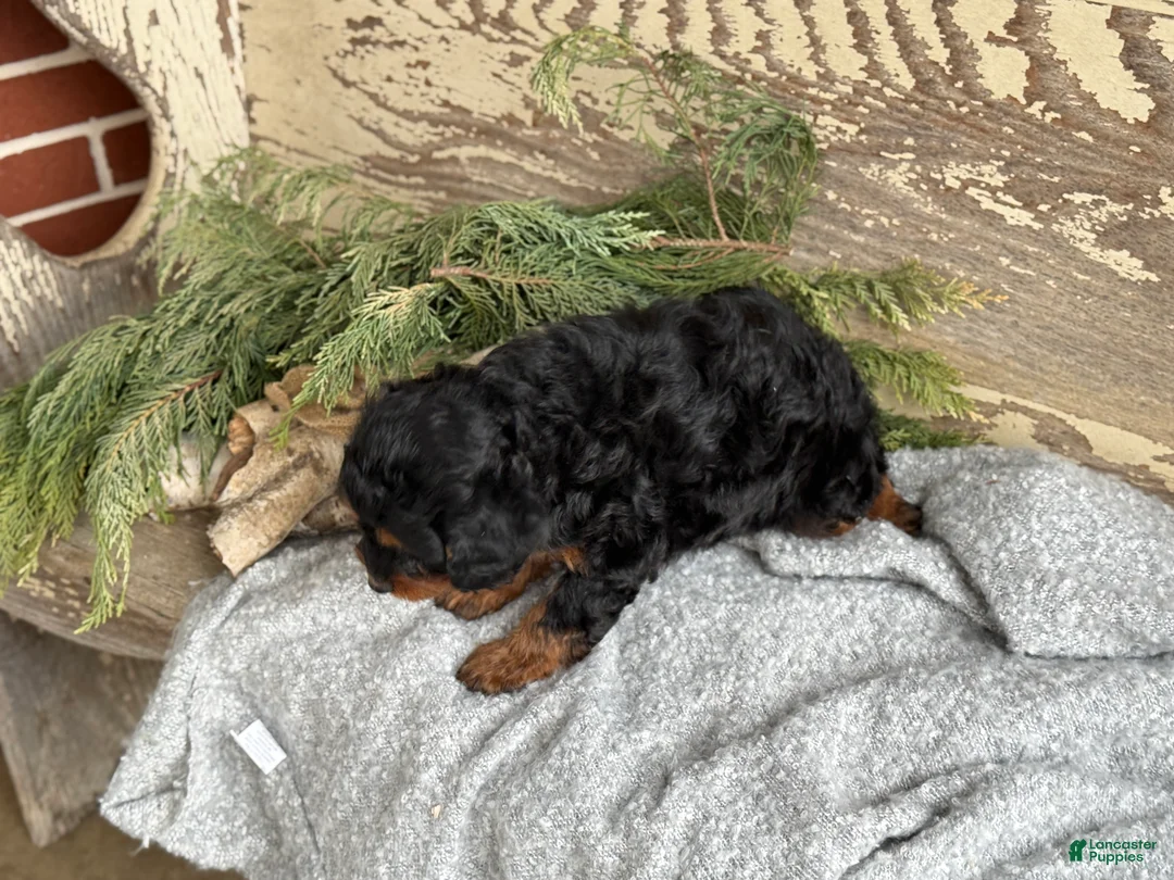 Mixed Breed dogs for sale: Marsh - Ad 5