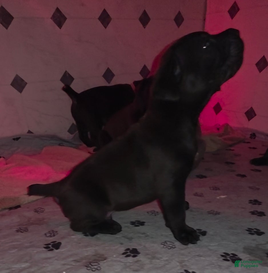 Cane Corso dogs for sale: Rocko (green collar) - Ad 5