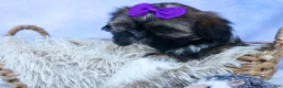 Shih Tzu dogs for sale: SADIE - Ad 16