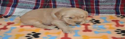 Golden Retriever dogs for sale: Mandy - Ad 11