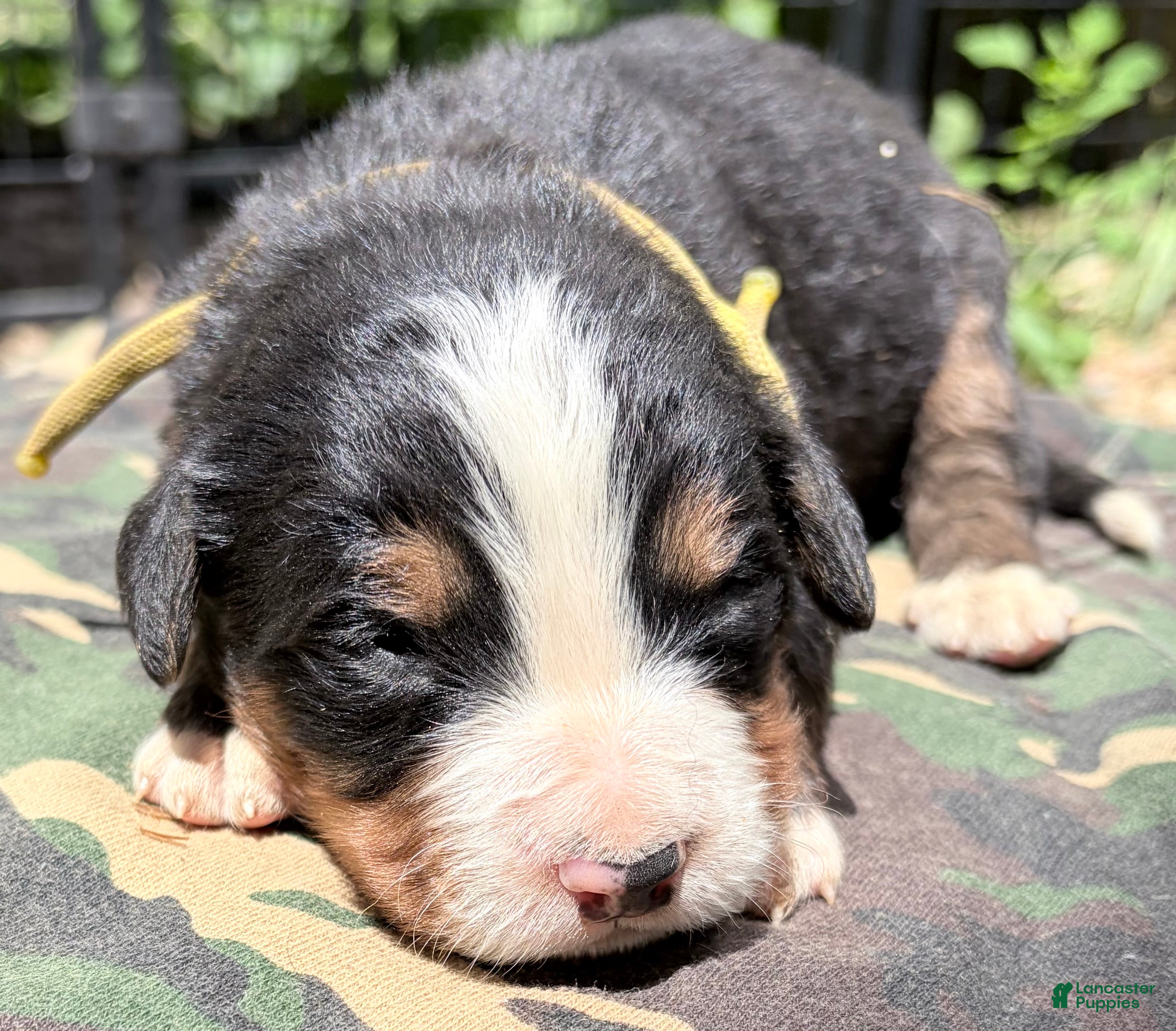 Bernese Mountain Dog dogs Yellow-Male - Ad 2