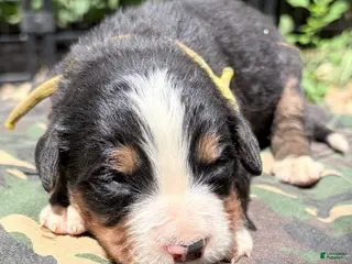 Bernese Mountain Dog dogs Yellow-Male - Ad 8