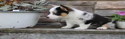 Welsh Corgi Pembroke dogs for sale: Dixie - Ad 7