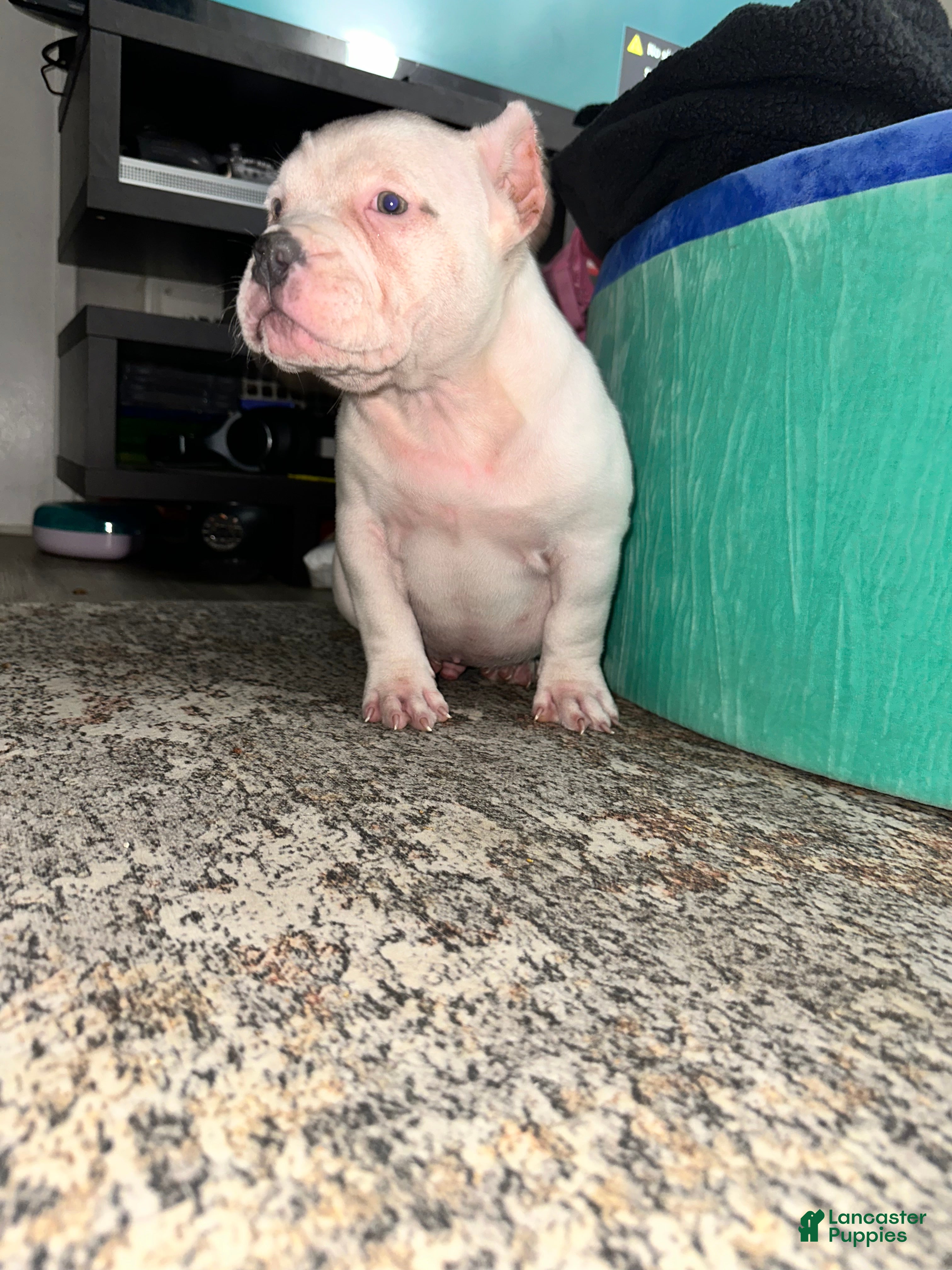 American Bully dogs Marshmallow  - Ad 14