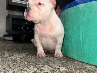 American Bully dogs Marshmallow - Ad 14