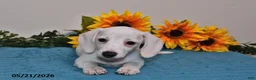 Miniature Dachshund dogs for sale: Penny - Ad 3
