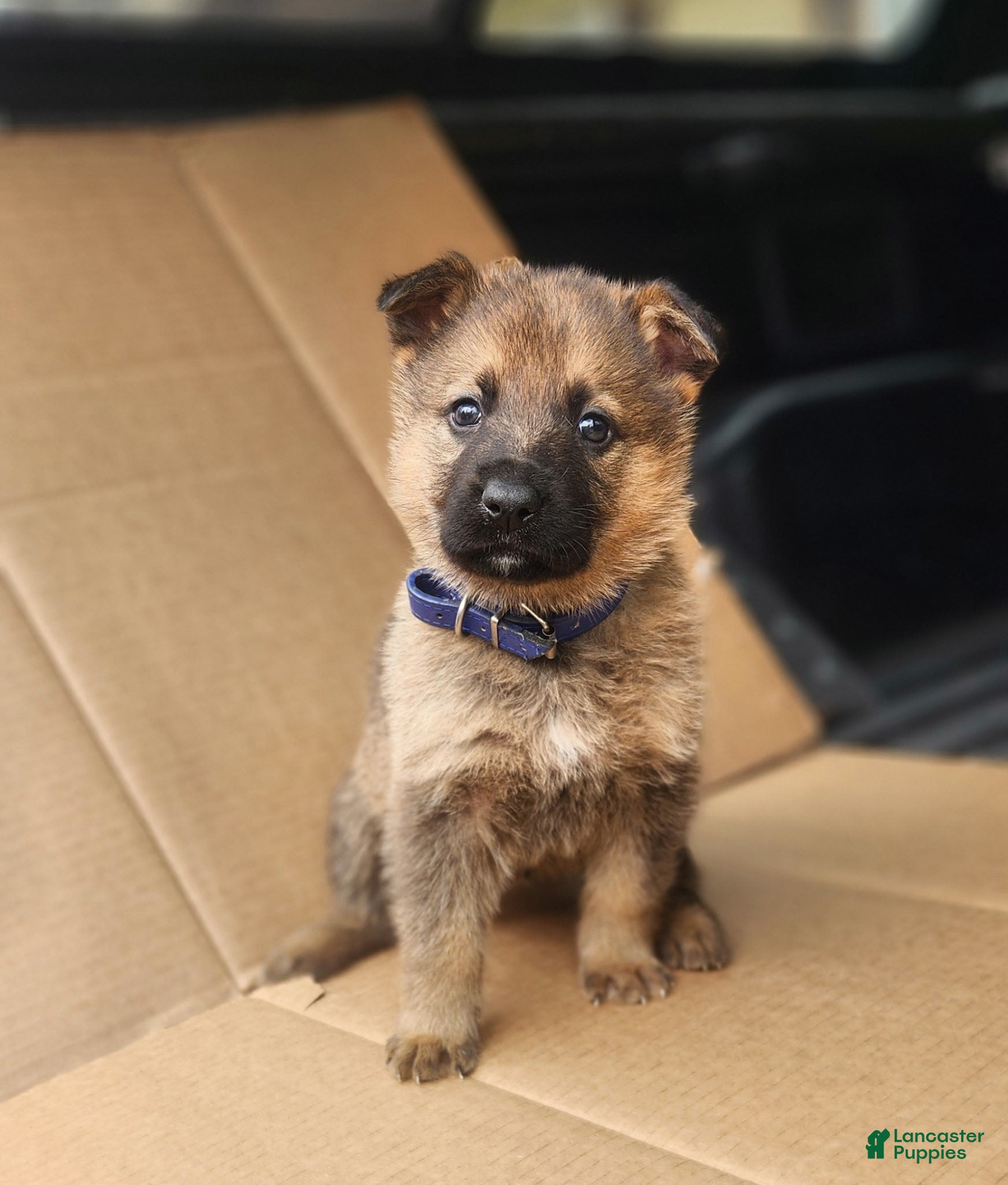 German Shepherd dogs TRUCUTU  - Ad 2