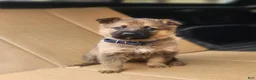 German Shepherd dogs for sale: TRUCUTU  - Ad 6