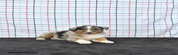 Australian Shepherd dogs for sale: Parker - Ad 2