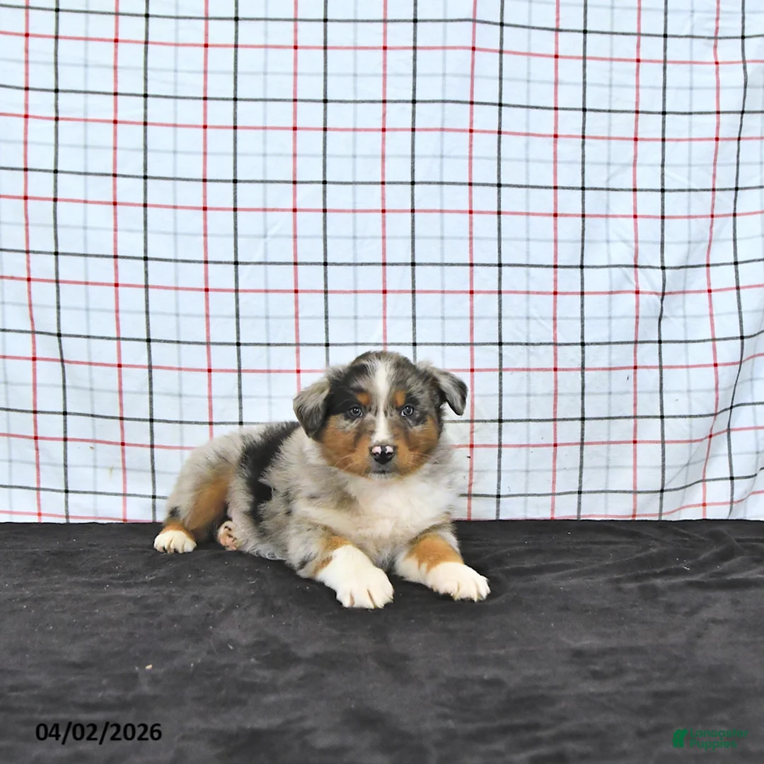 Australian Shepherd dogs for sale: Parker - Ad 2