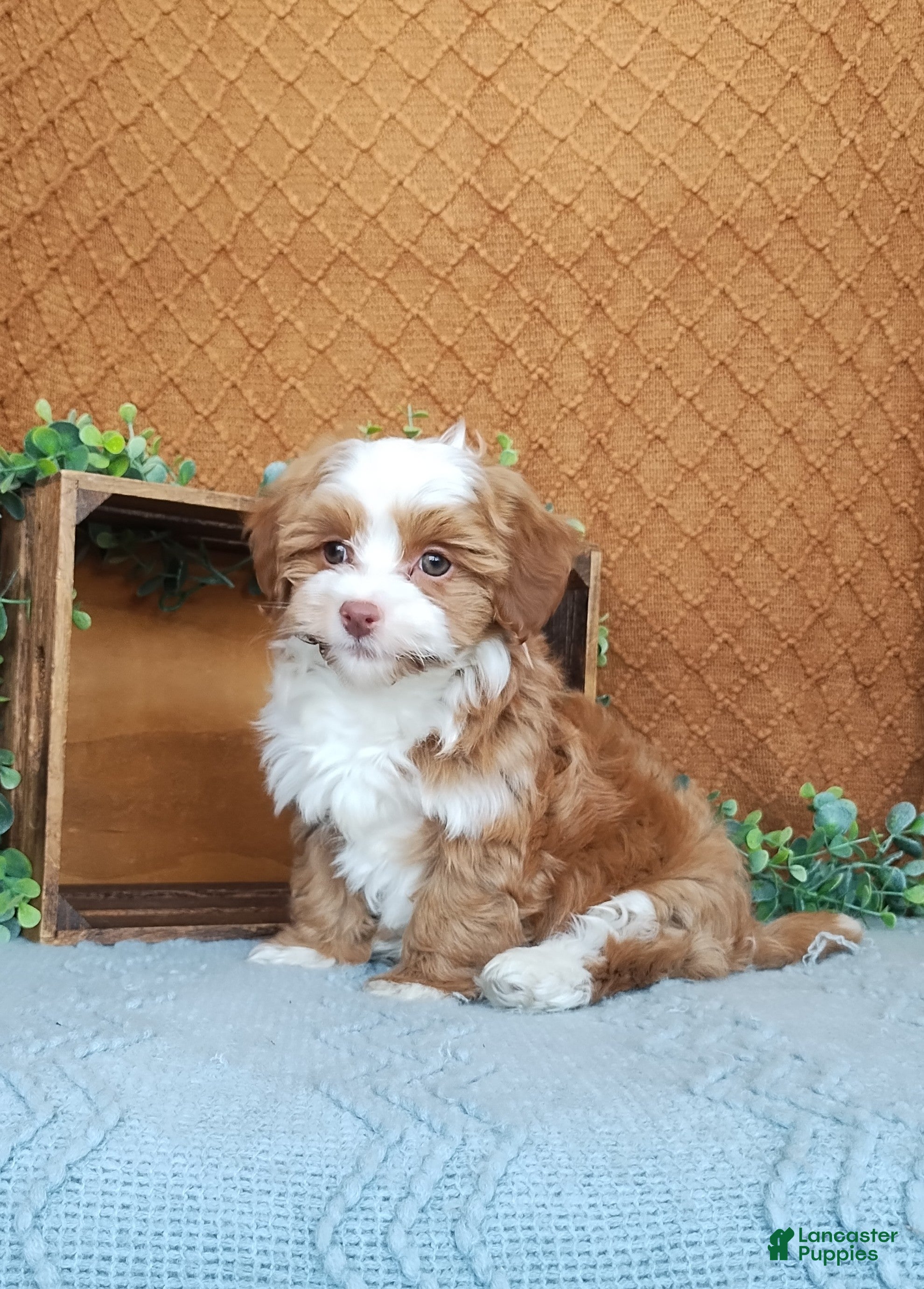Havanese dogs Holly - Ad 28