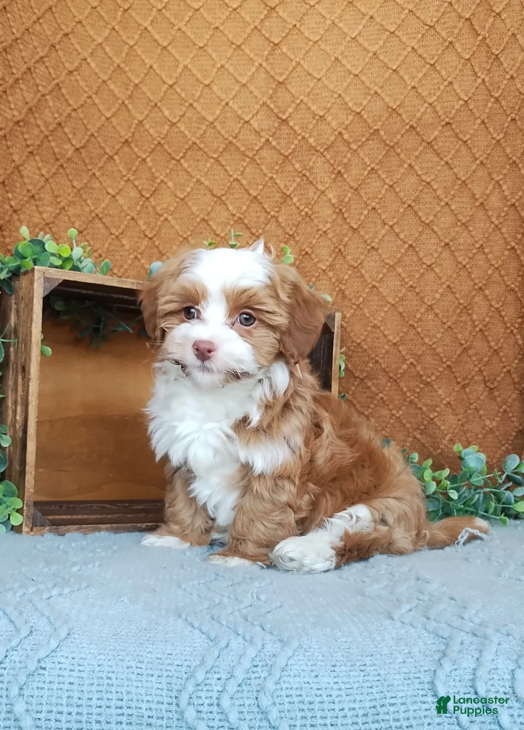 Havanese dogs for sale: Holly - Ad 1