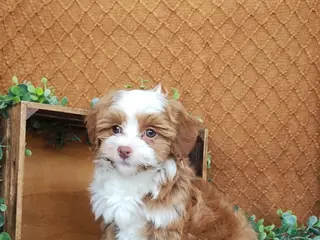 Havanese dogs Holly - Ad 28