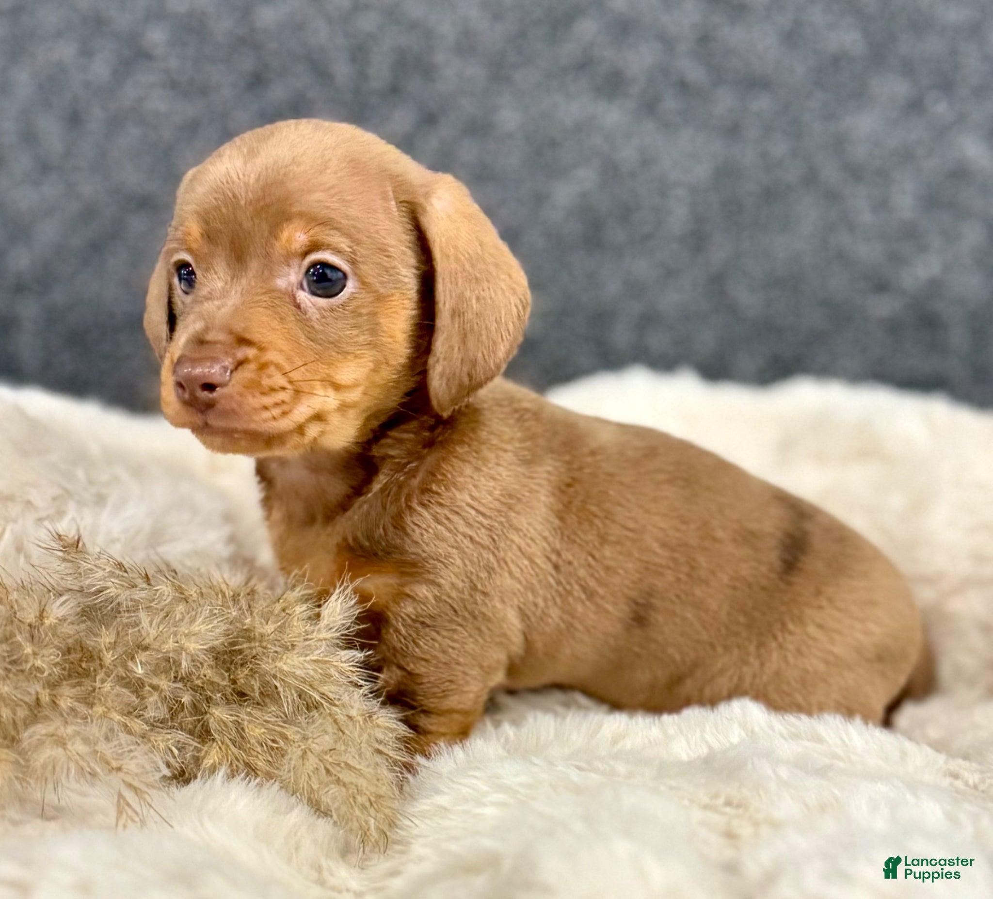 Miniature Dachshund dogs for sale: Milly - Ad 1