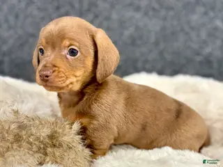 Miniature Dachshund dogs for sale: Milly - Ad 1