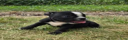Olde English Bulldogge dogs for sale: Jessie - Ad 1