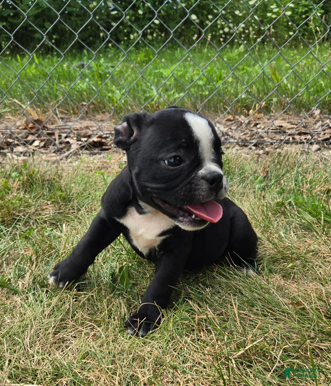 Olde English Bulldogge dogs for sale: Jessie - Ad 1