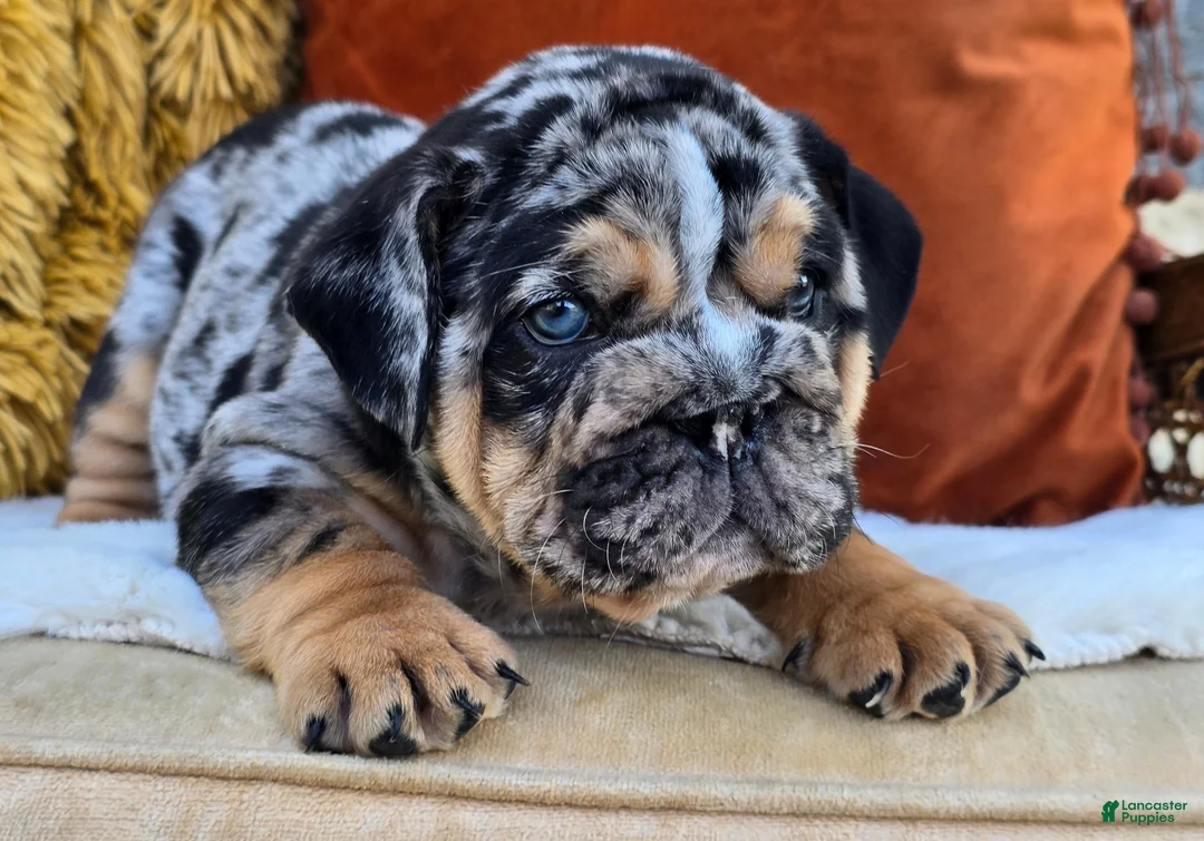 English Bulldog dogs for sale: Crasher - Ad 2